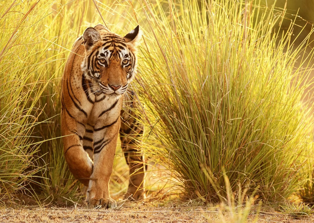 अंतरराष्ट्रीय बाघ दिवस: वन महकमा हैरत में…. कैमरा ट्रैप से सामने आईं बहुत सी अनदेखी बातें