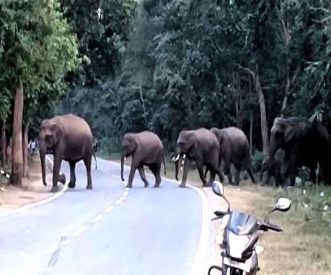 उत्तराखंड में हाथी शान संग चुनौती भी, व्यवहार आक्रामक, बढ़ी मानव-वन्यजीव संघर्ष की घटनाएं