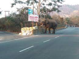 Uttarakhand: गजराज के कदमों से तय होगी वन कर्मियों की गश्त, राजाजी में वन्यजीवों के हलचल को लेकर अध्ययन शुरू
